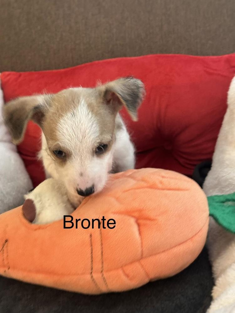 Bronte, Adoptable, Puppy Female Chihuahua.