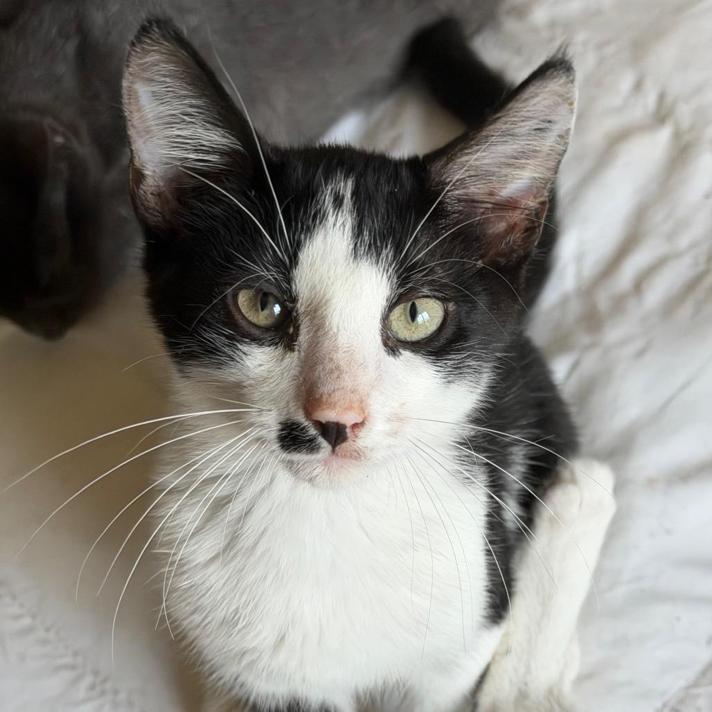 Allan, Adoptable, Kitten Male American Shorthair.