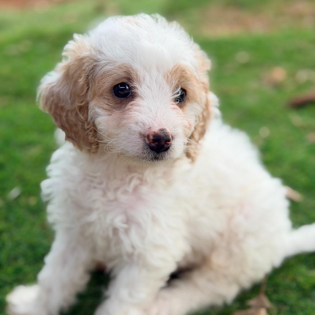 Stoney (in PA), Adoptable, Puppy Female Poodle.