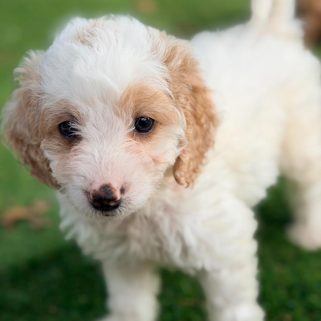 Enlarge Stoney (in PA), a Adoptable Poodle in Huntsville, AL image 2/6
