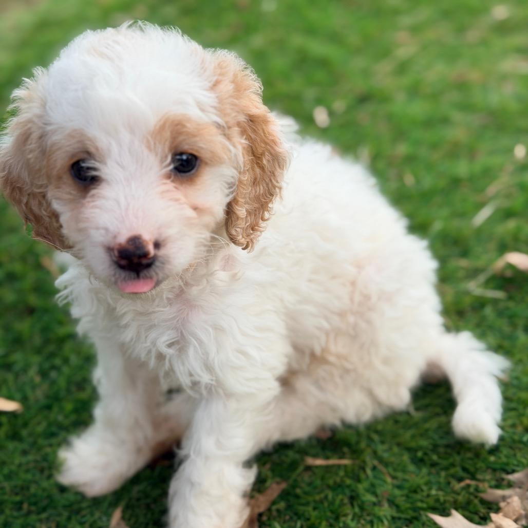 Enlarge Stoney (in PA), a Adoptable Poodle in Huntsville, AL image 3/6