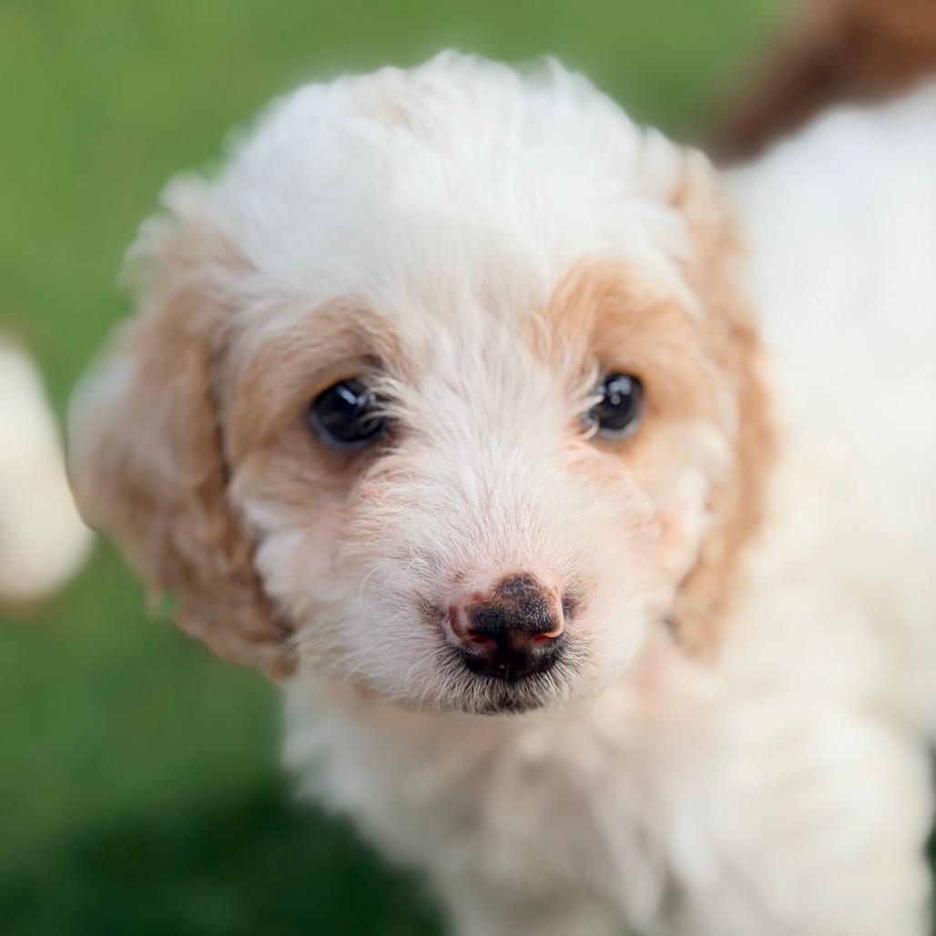 Enlarge Stoney (in PA), a Adoptable Poodle in Huntsville, AL image 4/6