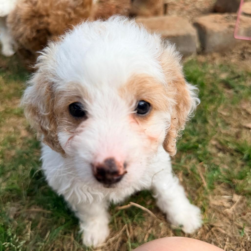 Enlarge Stoney (in PA), a Adoptable Poodle in Huntsville, AL image 5/6