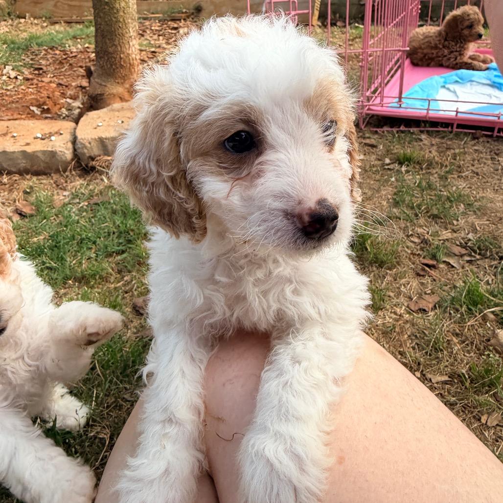 Enlarge Stoney (in PA), a Adoptable Poodle in Huntsville, AL image 6/6