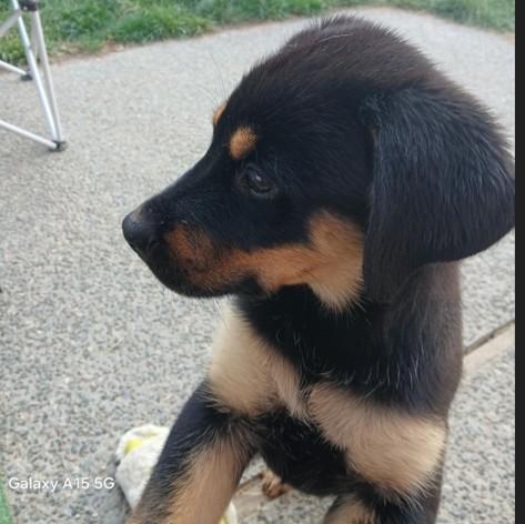 Enlarge Buddy, a Adopted mixed breed in Selah, WA image 1/2