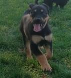 Enlarge Buddy, a Adopted mixed breed in Selah, WA image 2/2