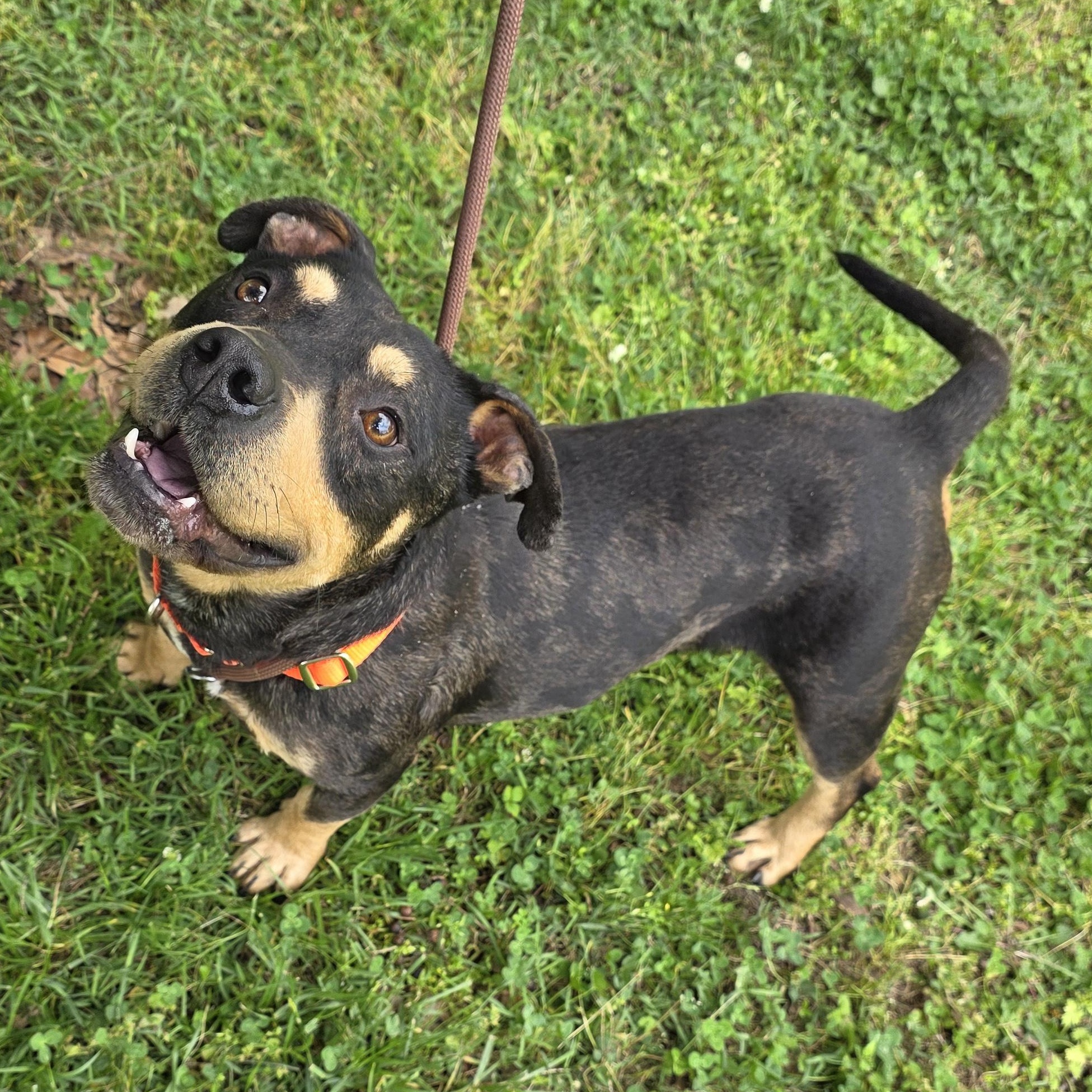 Bam Bam, a Adoptable Mixed Breed in Greensboro, NC image 2/6