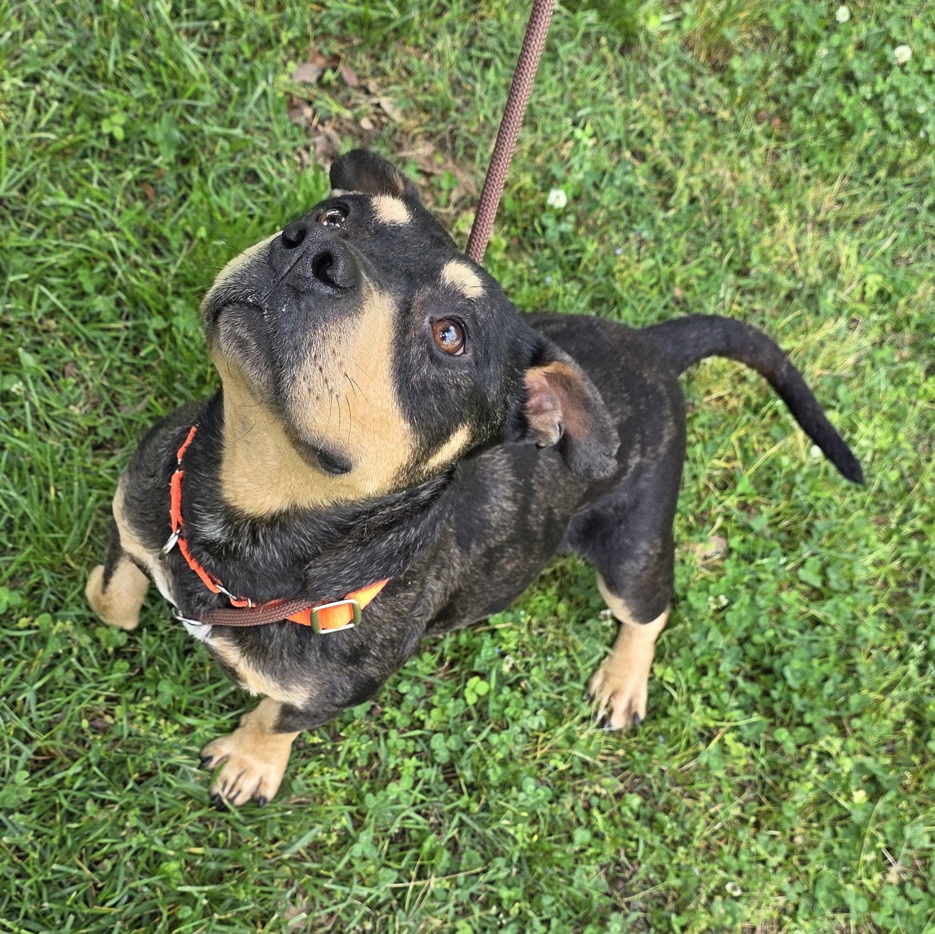Bam Bam, a Adoptable Mixed Breed in Greensboro, NC image 6/6