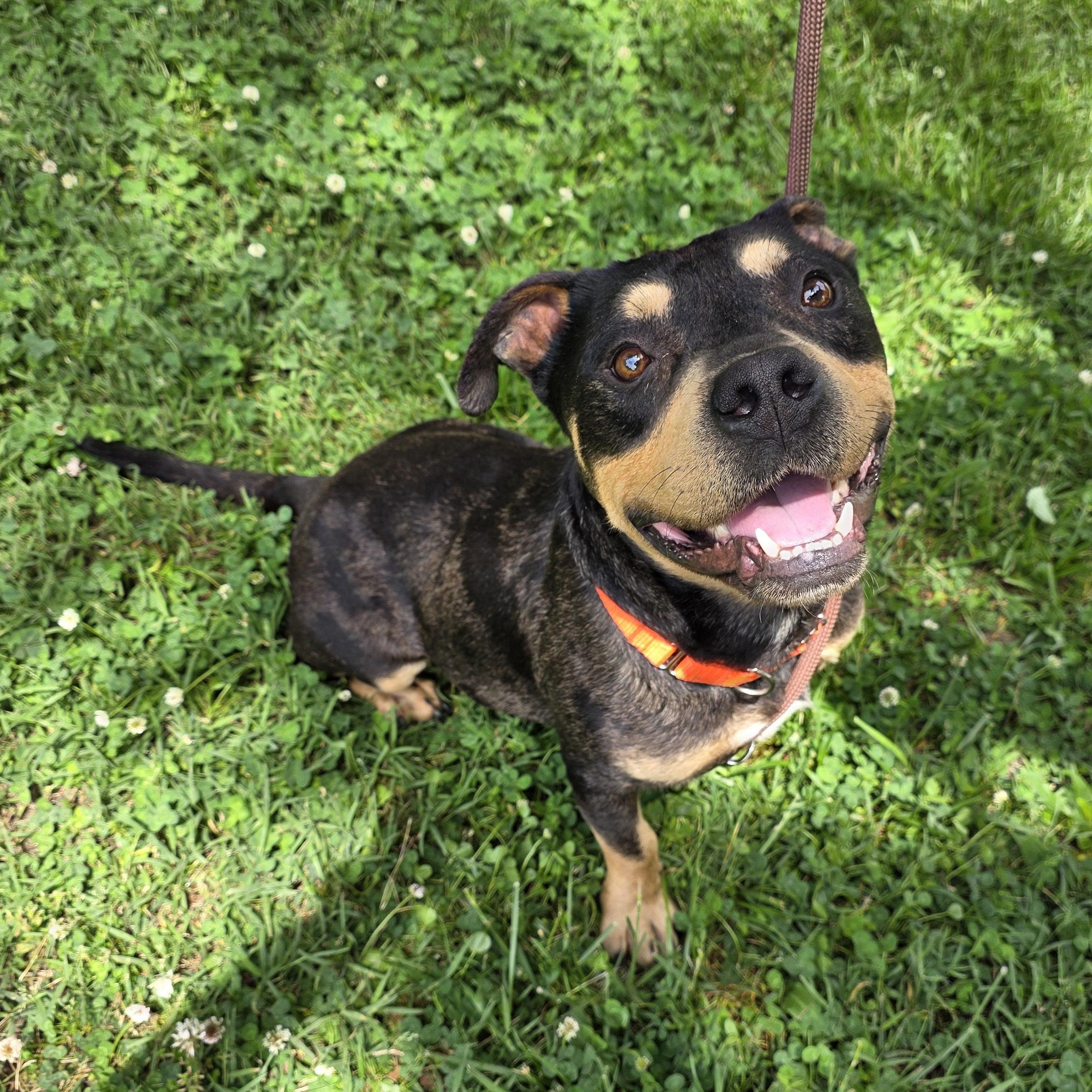 Bam Bam, a Adoptable Mixed Breed in Greensboro, NC image 5/6