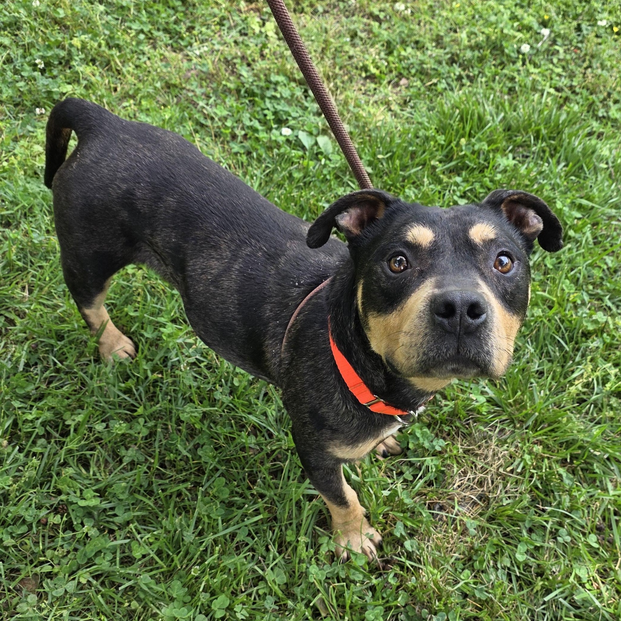 Bam Bam, a Adoptable Mixed Breed in Greensboro, NC image 4/6