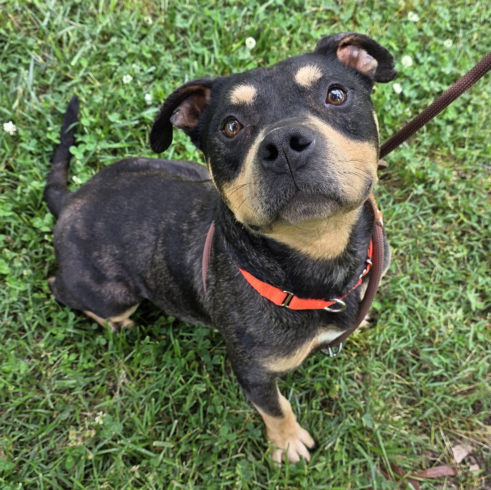 Bam Bam, a Adoptable Mixed Breed in Greensboro, NC image 1/6