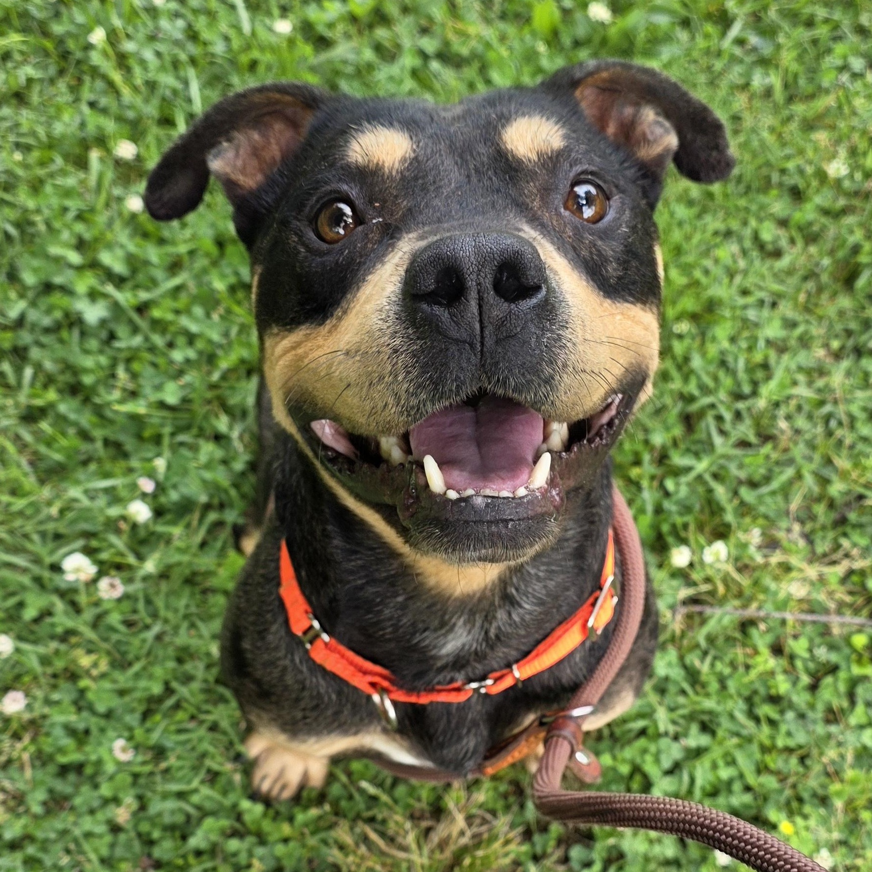 Bam Bam, a Adoptable Mixed Breed in Greensboro, NC image 3/6