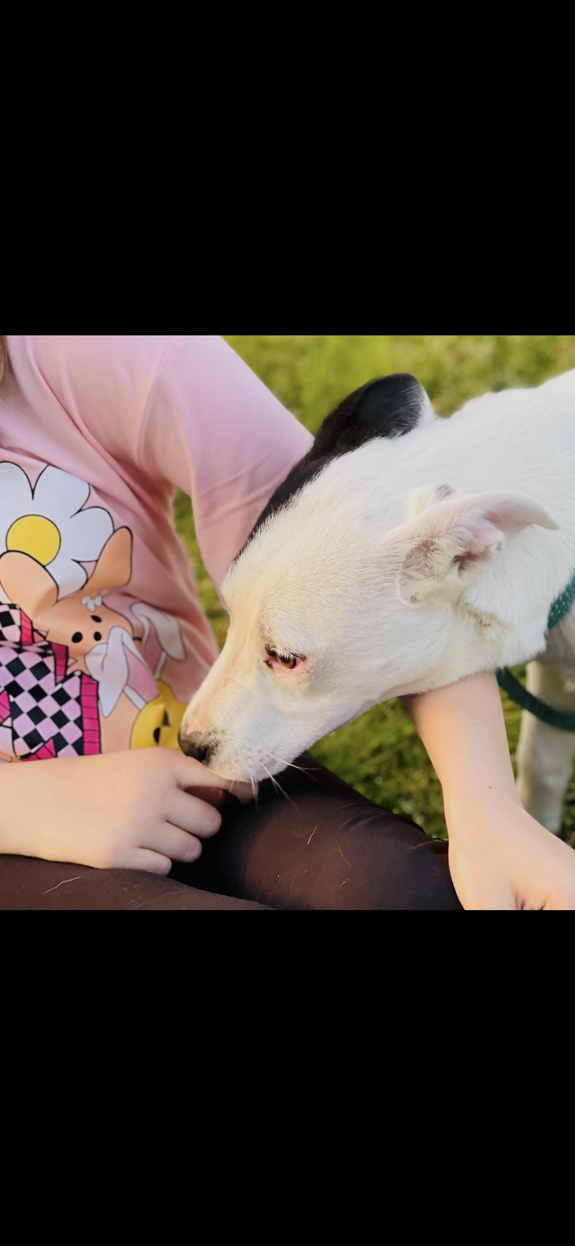 Ashley *SPONSORED FEE*, Adoptable, Young Female Jack Russell Terrier & Australian Cattle Dog / Blue Heeler.