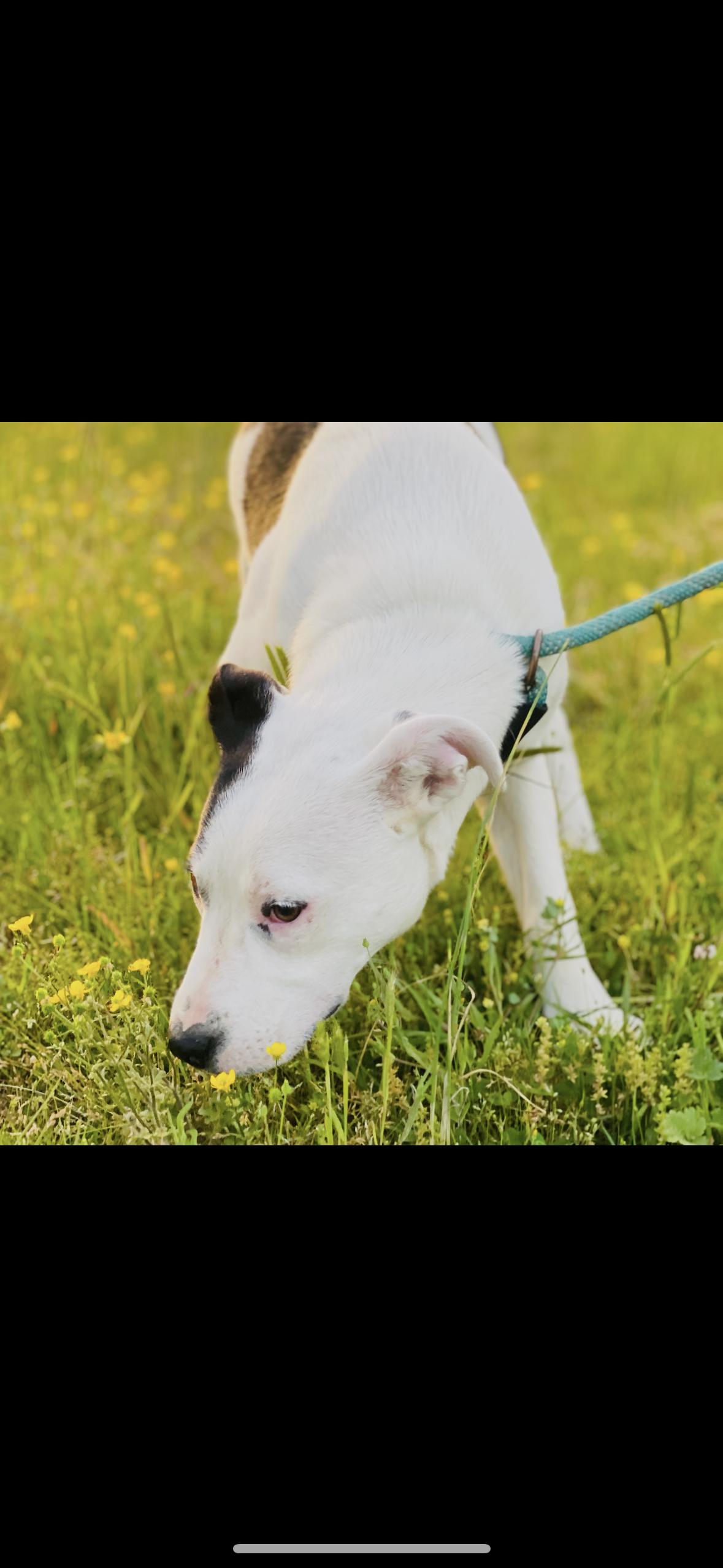 Enlarge Ashley *SPONSORED FEE*, a Adoptable mixed breed in Sharon, VT image 2/5