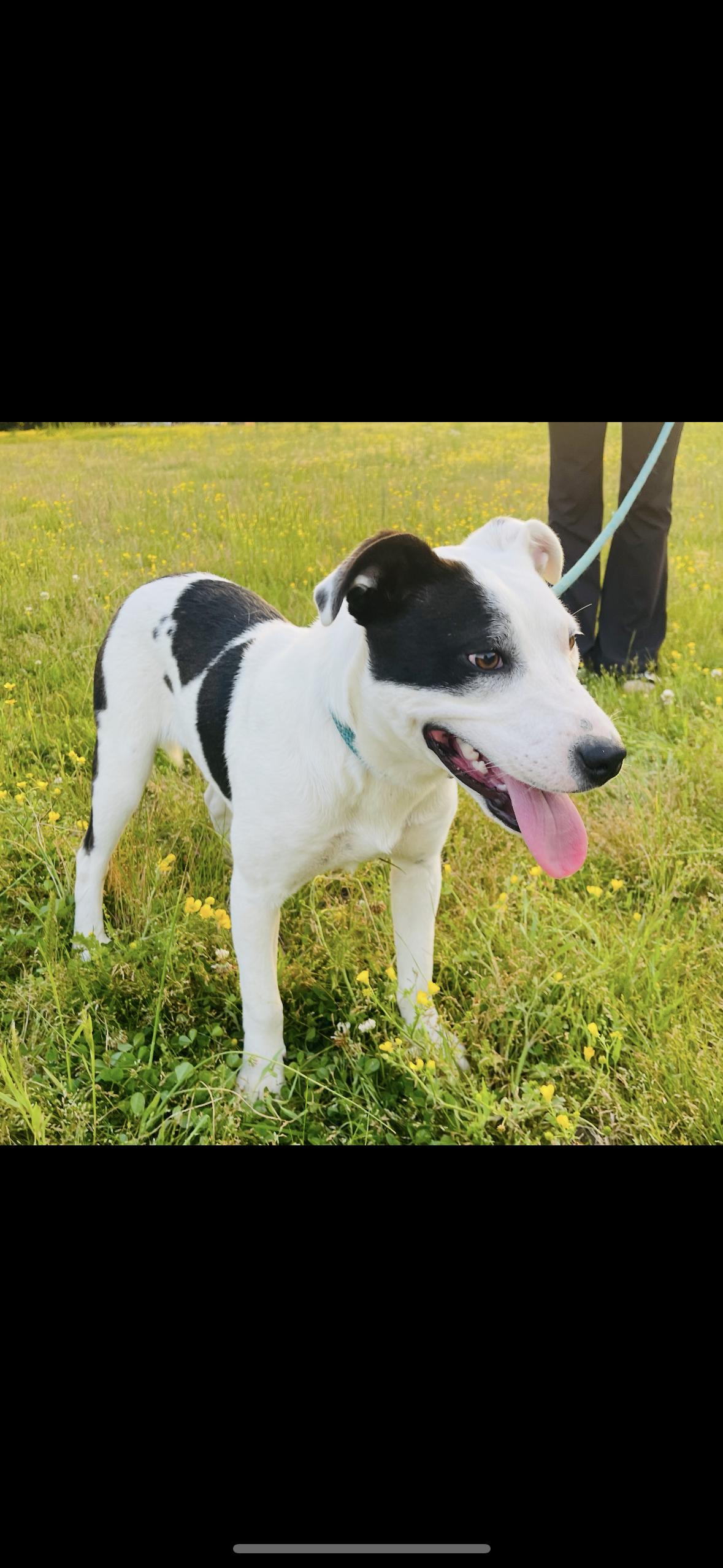 Enlarge Ashley *SPONSORED FEE*, a Adoptable mixed breed in Sharon, VT image 3/5