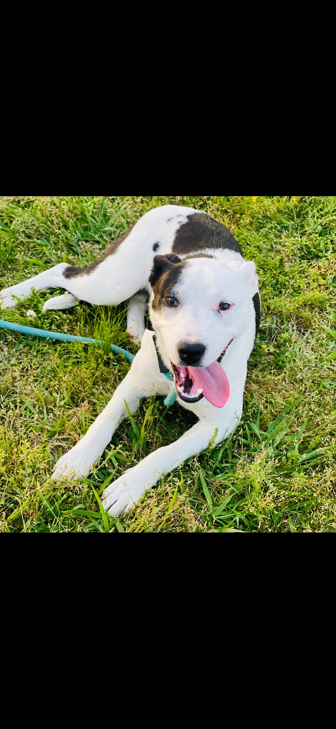 Enlarge Ashley *SPONSORED FEE*, a Adoptable mixed breed in Sharon, VT image 4/5