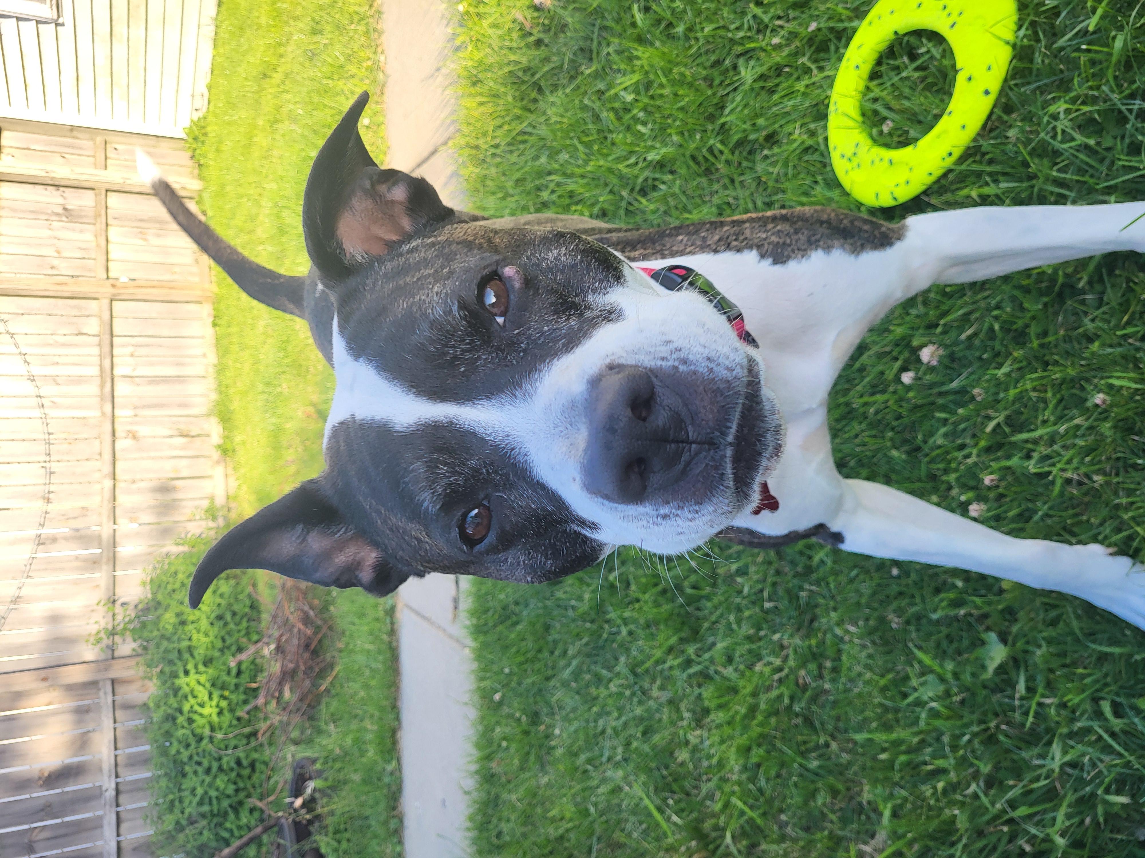 Talia, a Adoptable mixed breed in Detroit, MI image 2/6