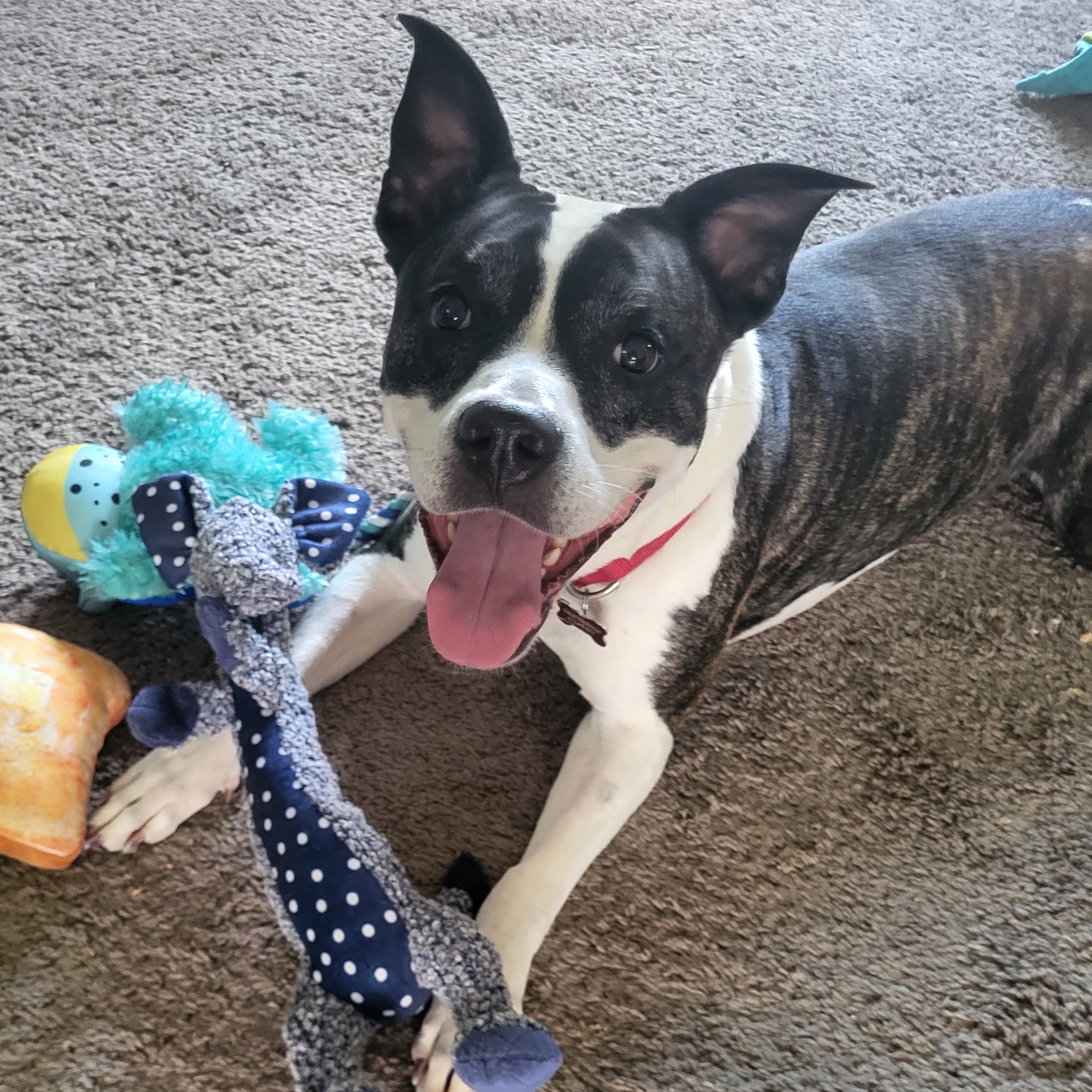 Talia, a Adoptable mixed breed in Detroit, MI image 1/6