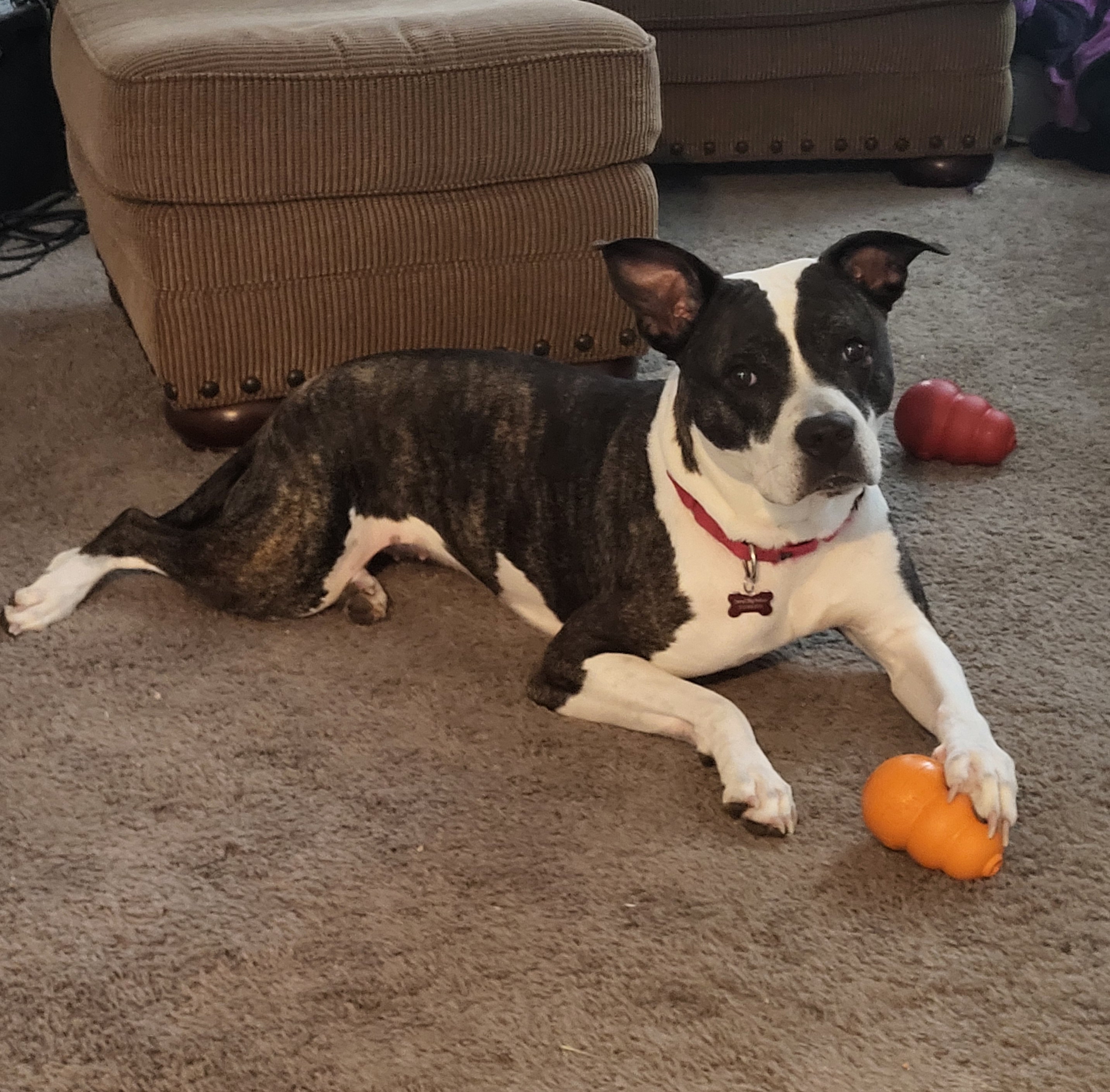 Talia, a Adoptable mixed breed in Detroit, MI image 3/6