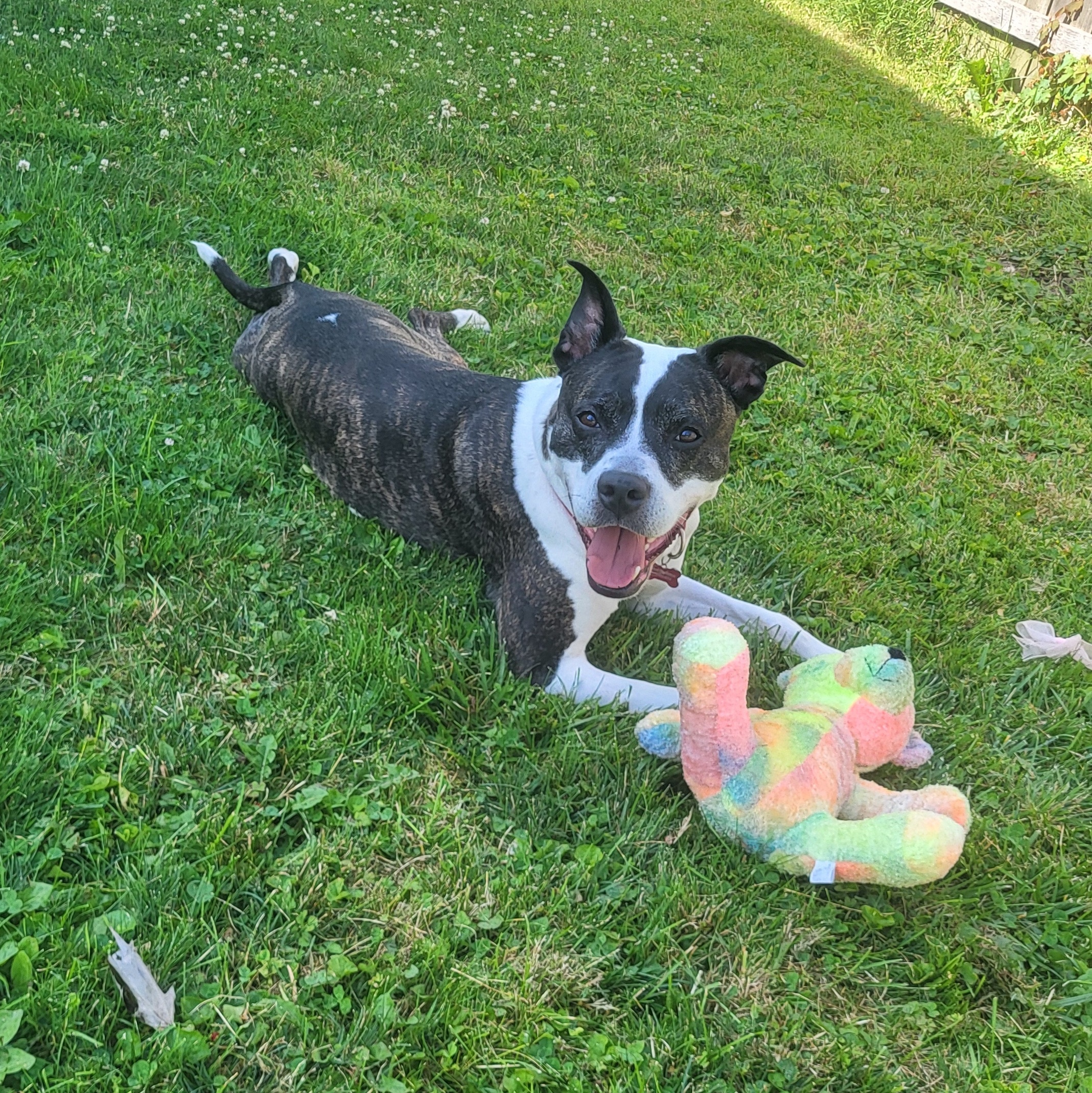 Talia, a Adoptable mixed breed in Detroit, MI image 5/6