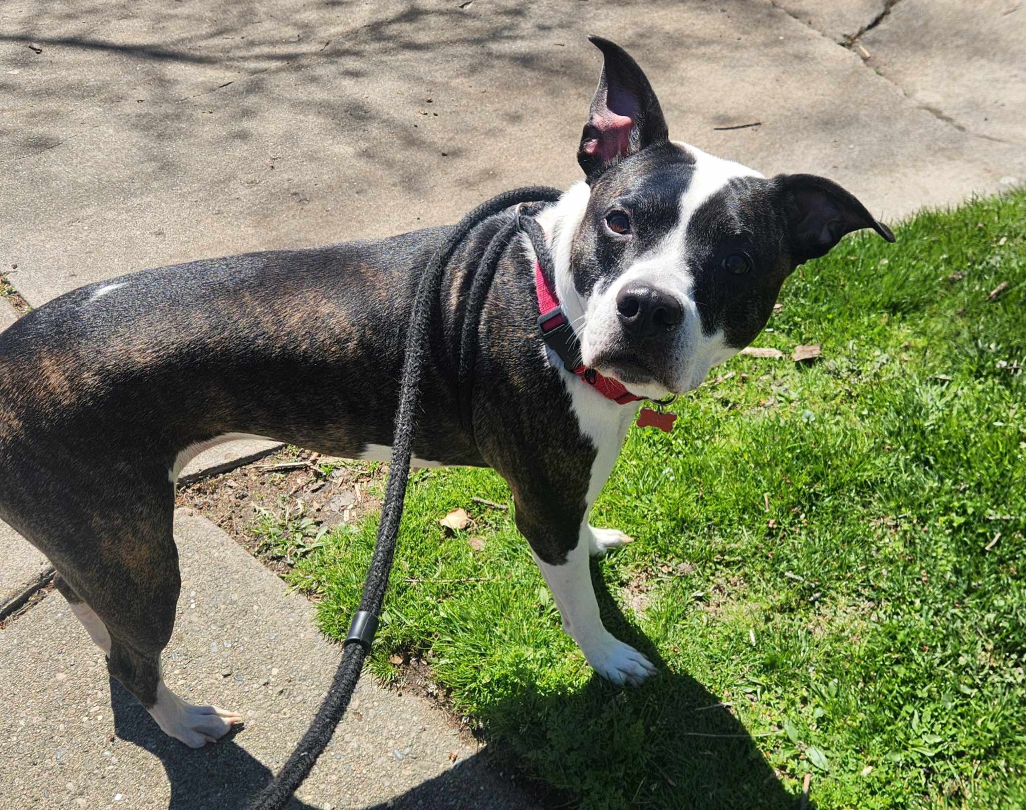 Talia, a Adoptable mixed breed in Detroit, MI image 6/6