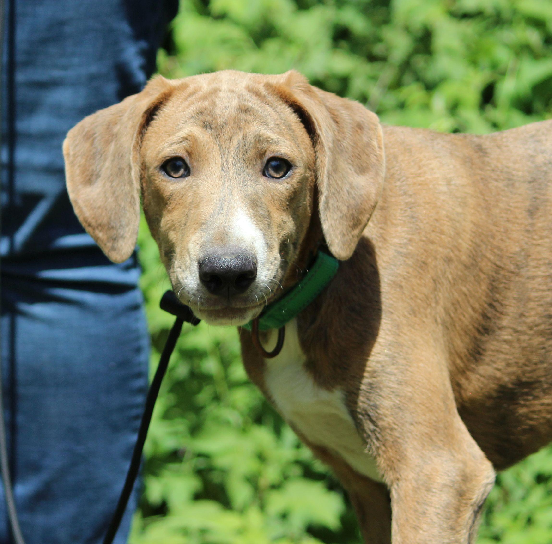 Luco, ADOPTABLE, Puppy Male Mountain Cur.