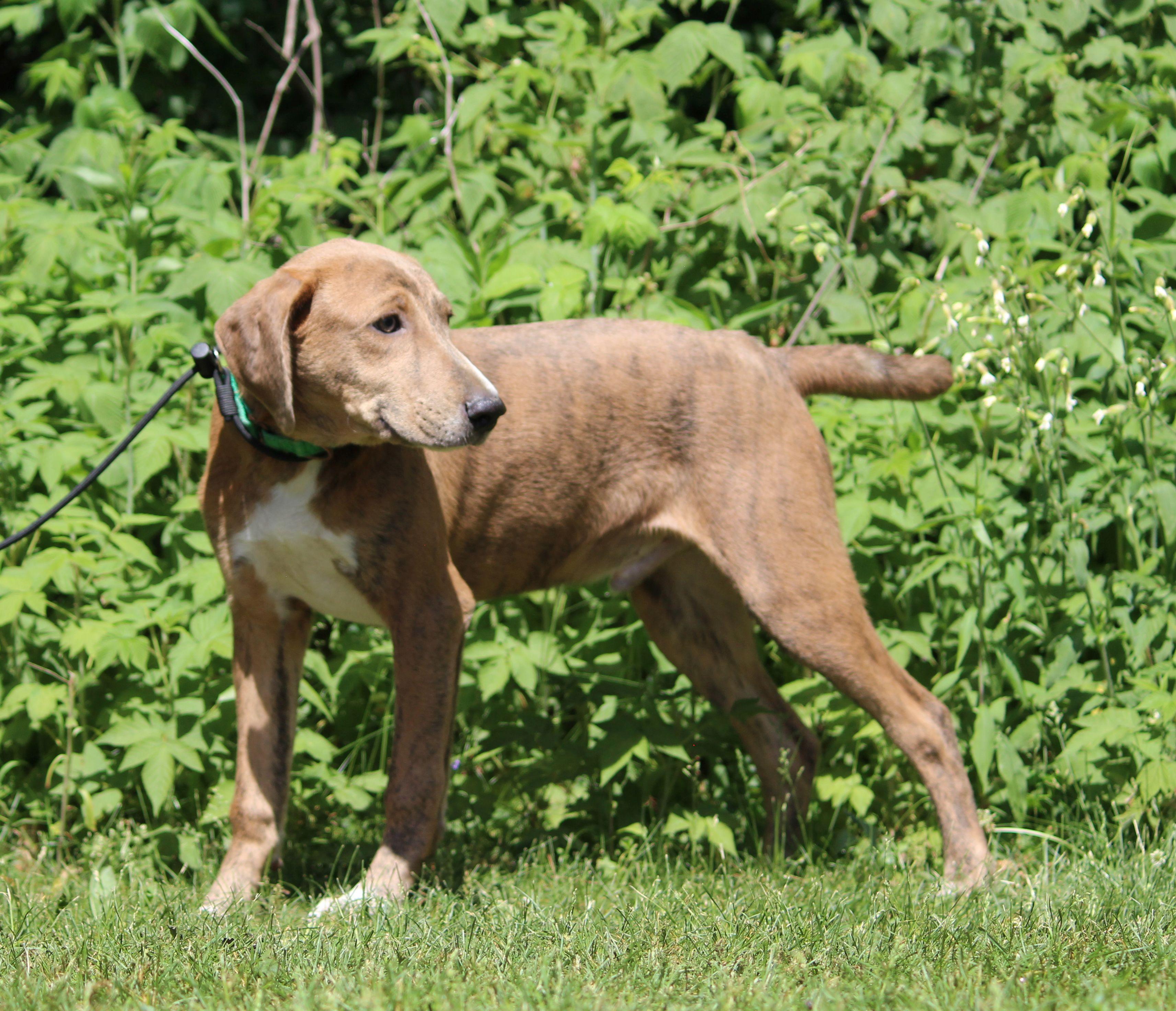 Luco, a ADOPTABLE Mountain Cur in Portage, WI image 6/6