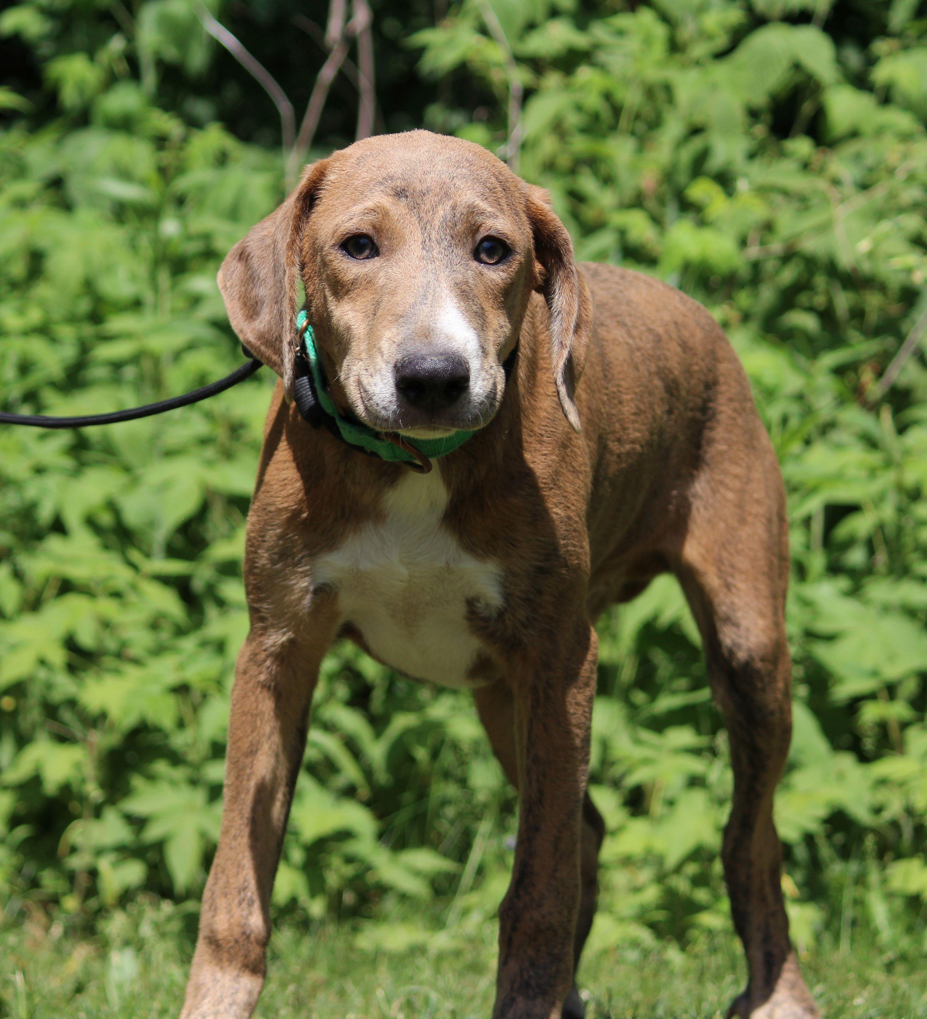 Luco, a ADOPTABLE Mountain Cur in Portage, WI image 3/6
