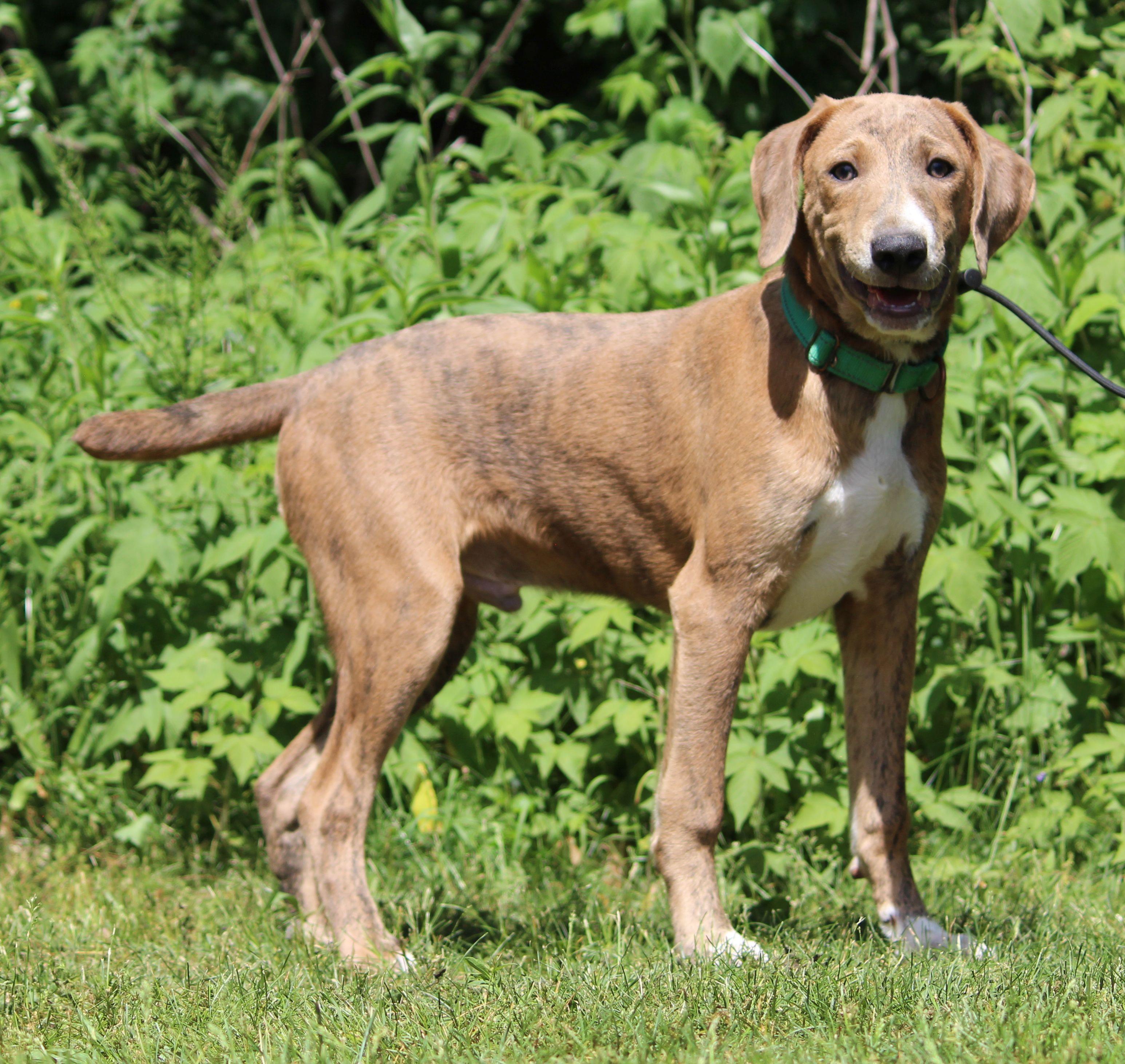 Luco, a ADOPTABLE Mountain Cur in Portage, WI image 2/6