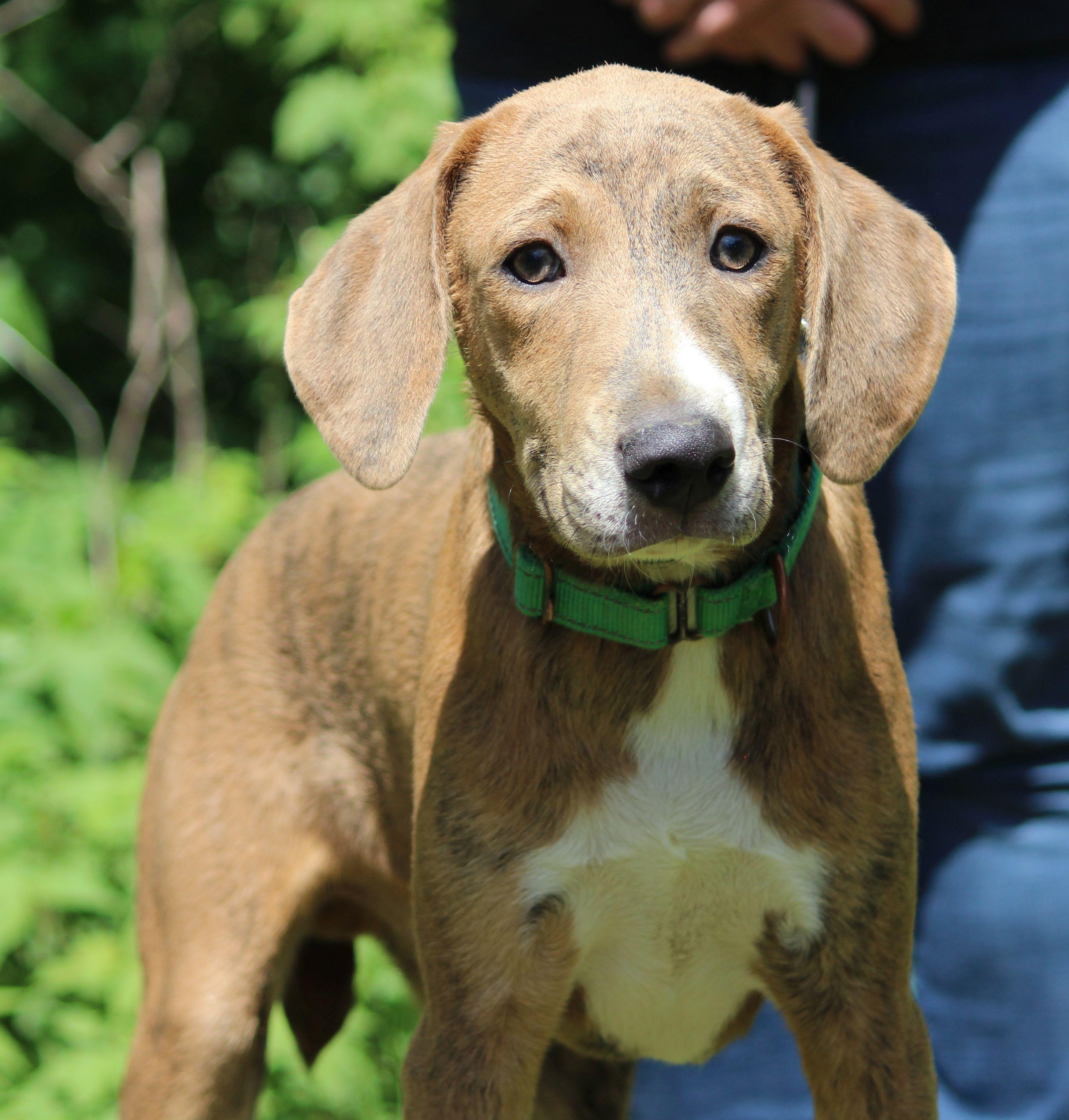 Luco, a ADOPTABLE Mountain Cur in Portage, WI image 4/6