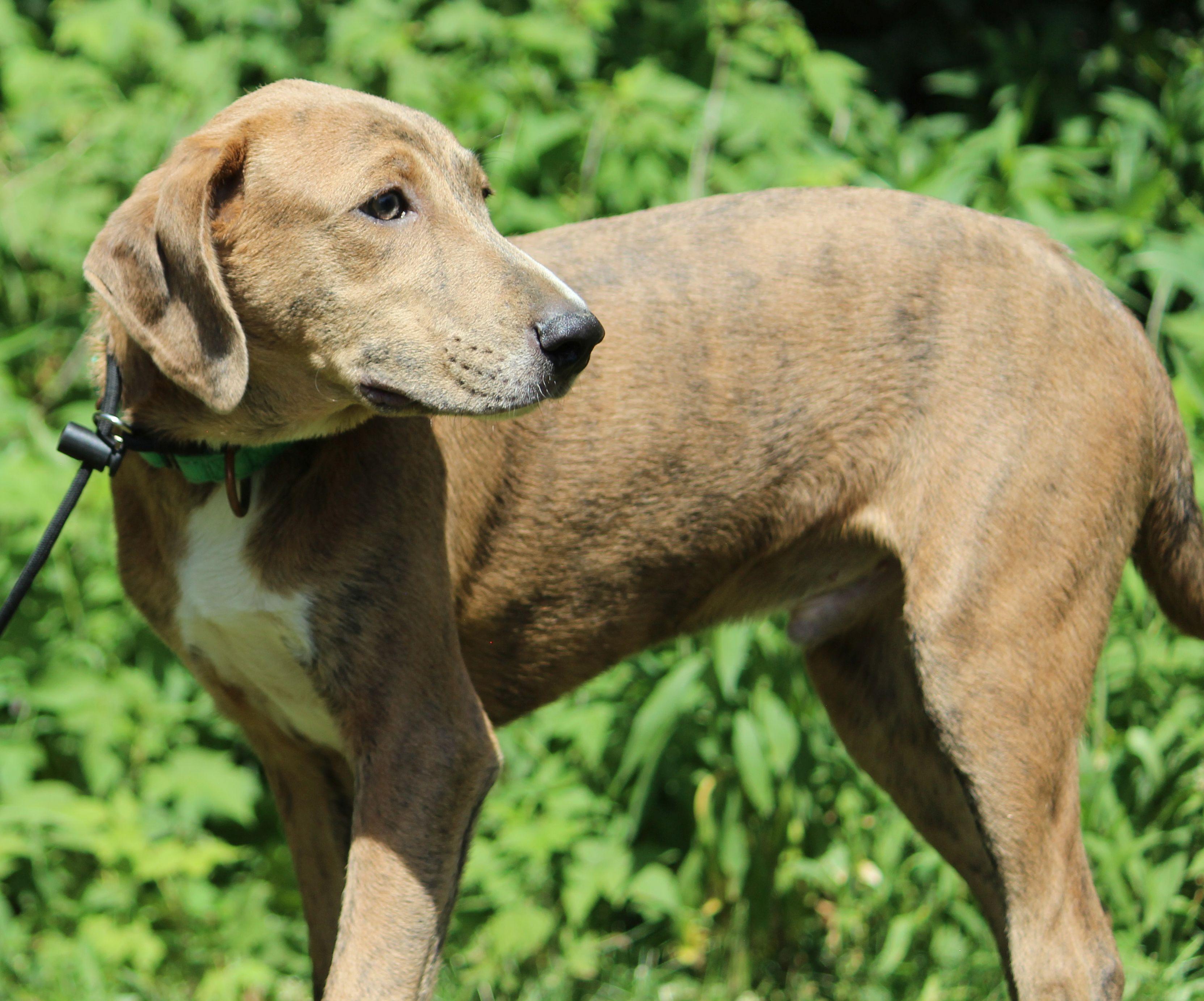 Luco, a ADOPTABLE Mountain Cur in Portage, WI image 5/6