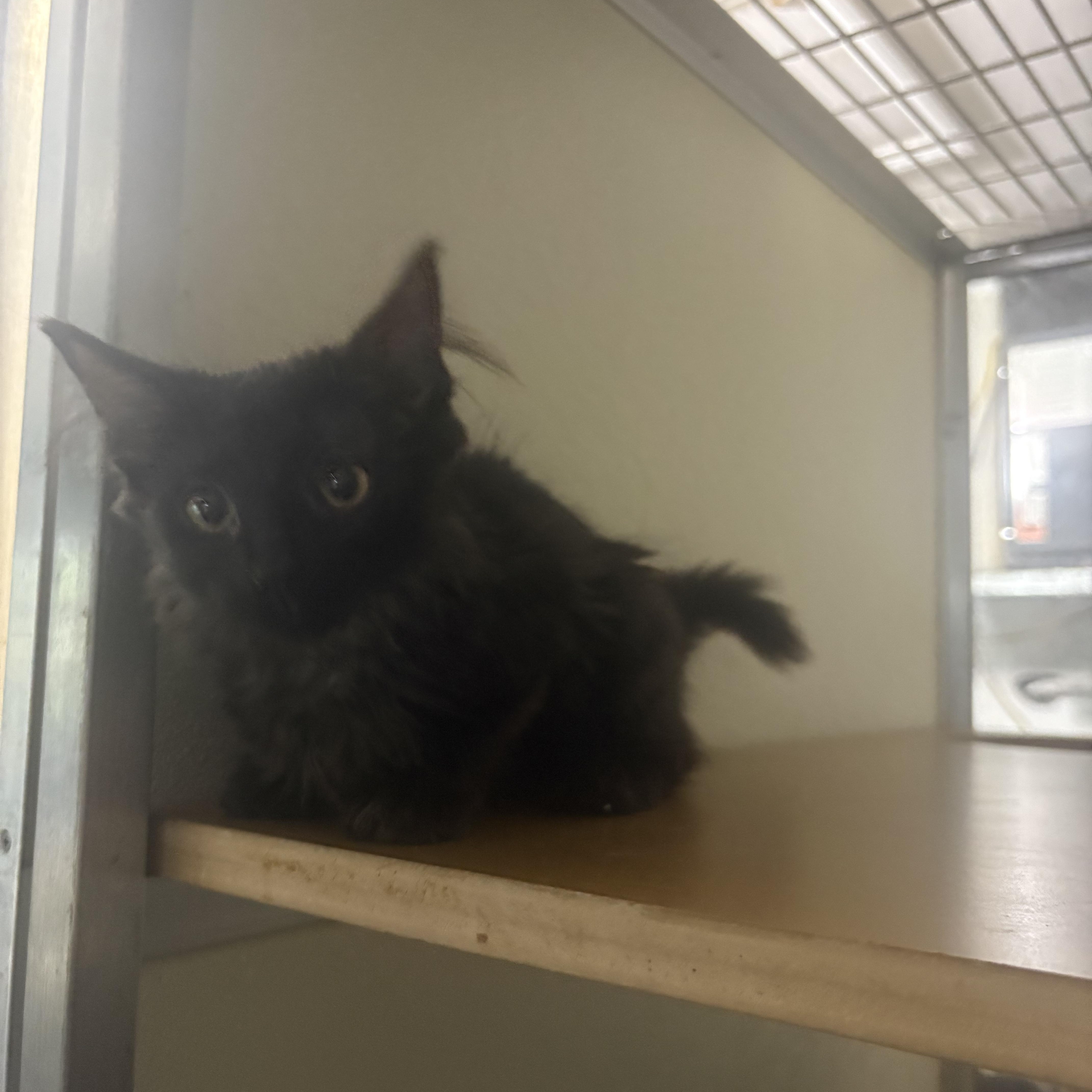 Sherlock, a ADOPTABLE mixed breed in Lehigh Acres, FL image 2/2