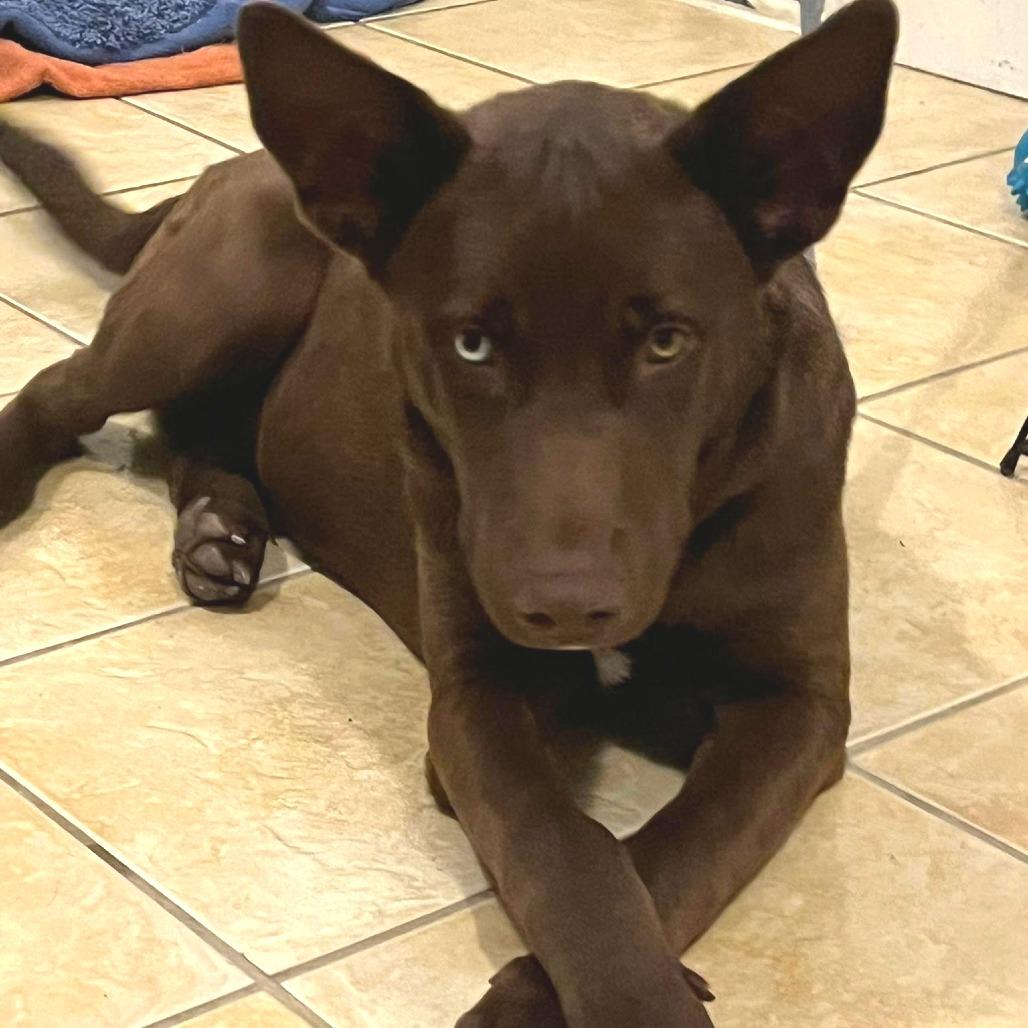 Enlarge Chocorama, a Adoptable mixed breed in Waggaman, LA image 1/4