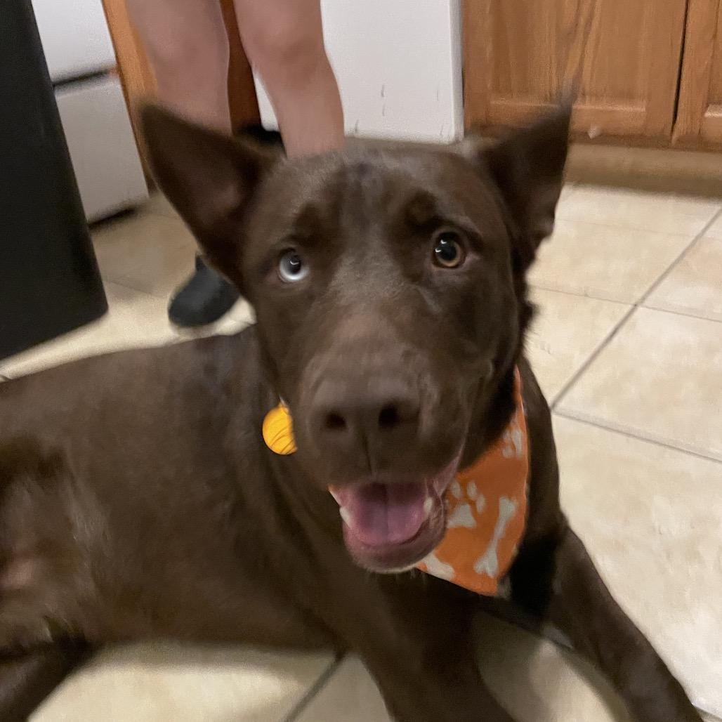 Enlarge Chocorama, a Adoptable mixed breed in Waggaman, LA image 2/4