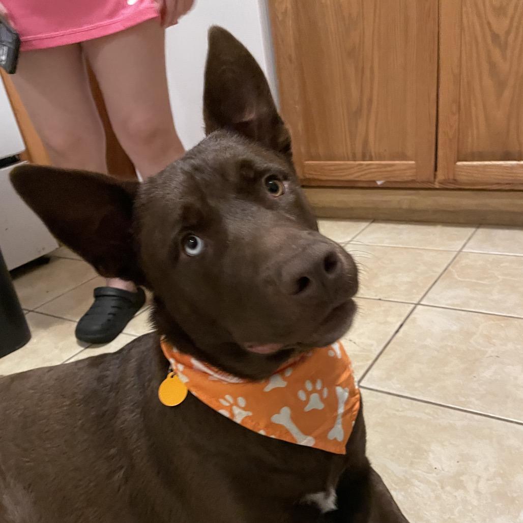 Enlarge Chocorama, a Adoptable mixed breed in Waggaman, LA image 3/4