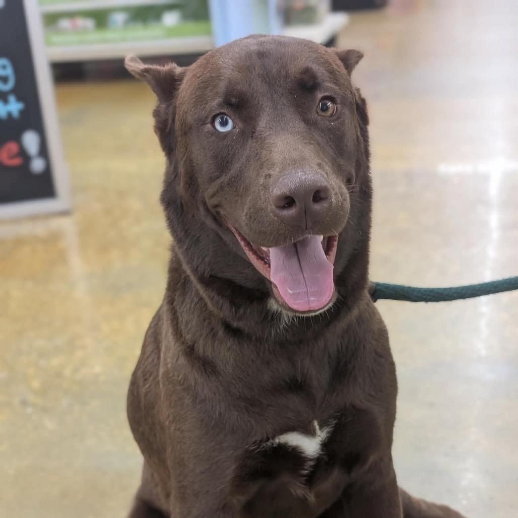Enlarge Chocorama, a Adoptable mixed breed in Waggaman, LA image 4/6