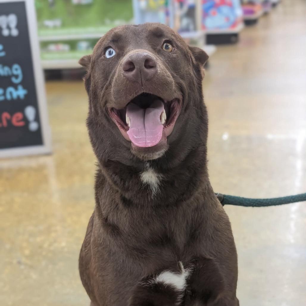 Enlarge Chocorama, a Adoptable mixed breed in Waggaman, LA image 5/6