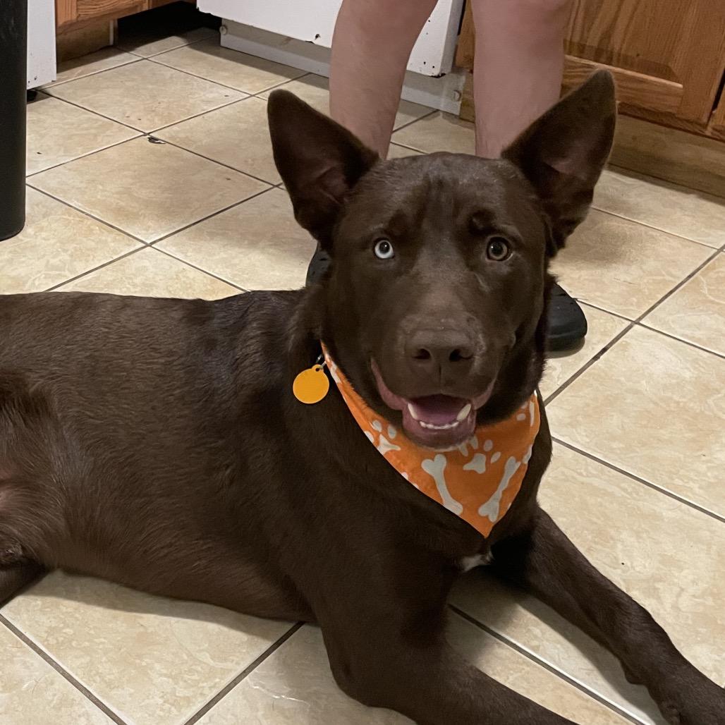 Enlarge Chocorama, a Adoptable mixed breed in Waggaman, LA image 4/4
