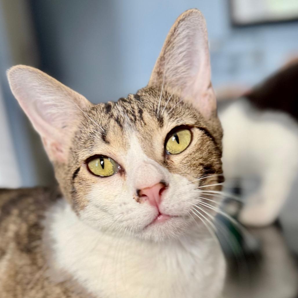 Piffle, Adoptable, Adult Female Turkish Van.