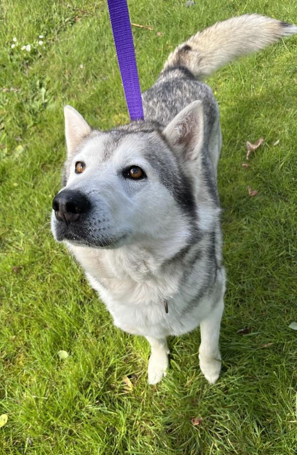 Briar, Adoptable, Adult Female Siberian Husky.