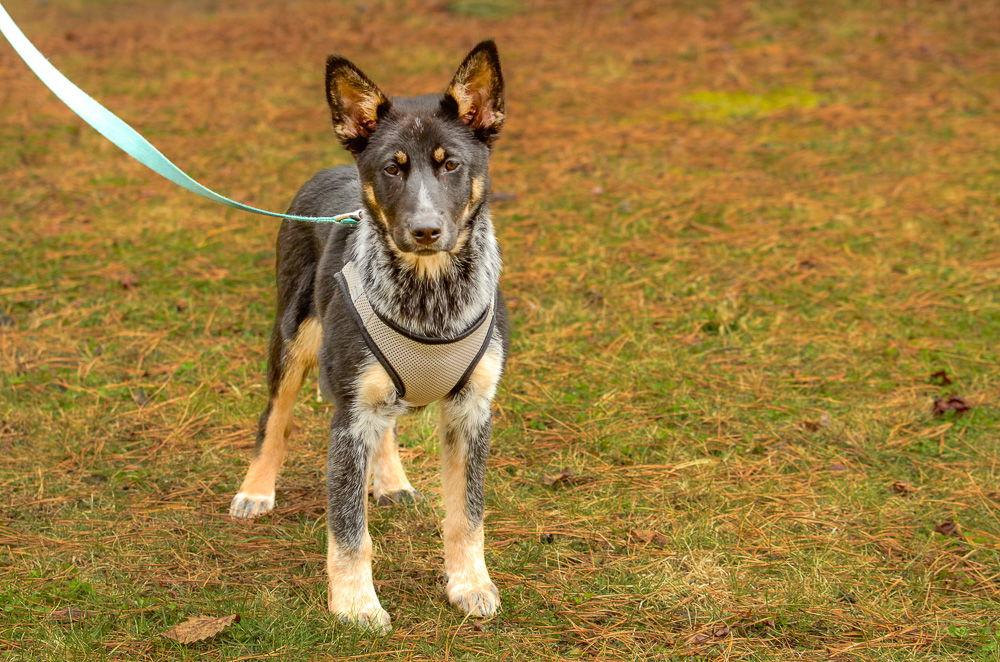 Honey, Adoptable, Puppy Female Cattle Dog.