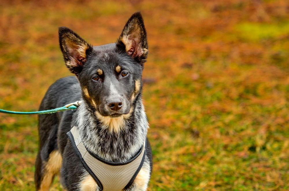 Enlarge Honey, a Adoptable Cattle Dog in Brick, NJ image 2/3