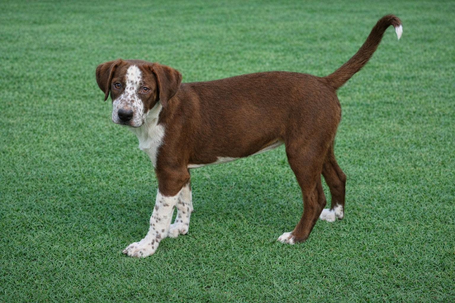 Enlarge Naava, an adopted mixed breed in Newington, GA image 2/3