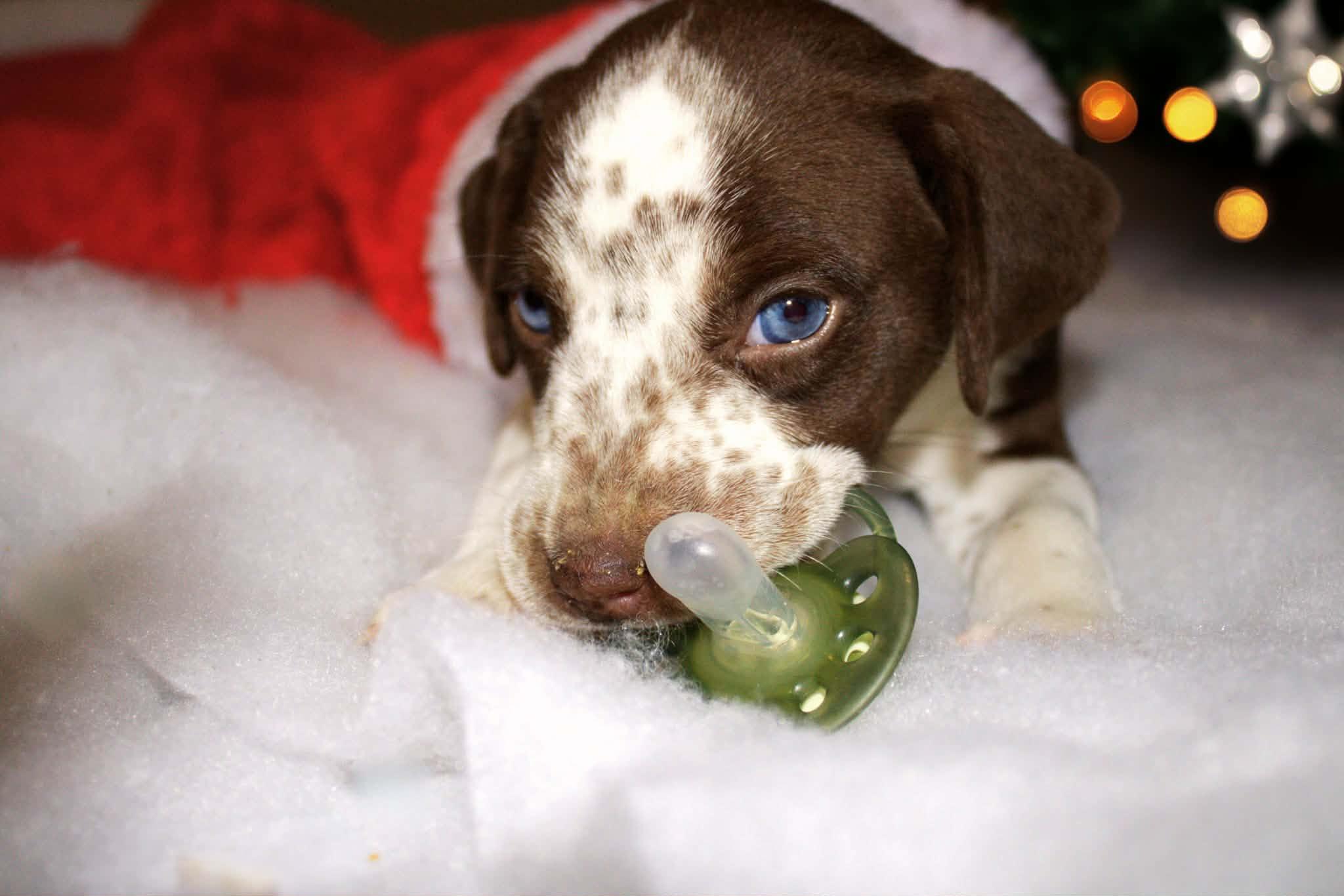 Enlarge Naava, an adopted mixed breed in Newington, GA image 3/3