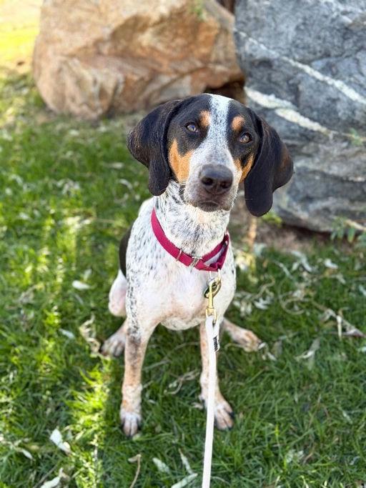 Texas Blue, Adopted, Adult Male Bluetick Coonhound.