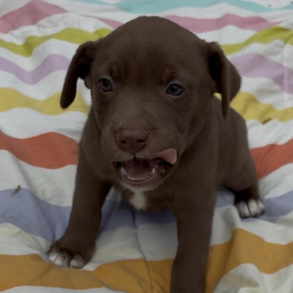 Enlarge Phoebe-Kate, a Adoptable Mixed Breed in Jena, LA image 2/4