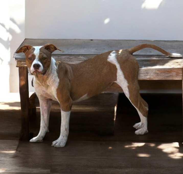 Miney, Adoptable, Puppy Female Mixed Breed.