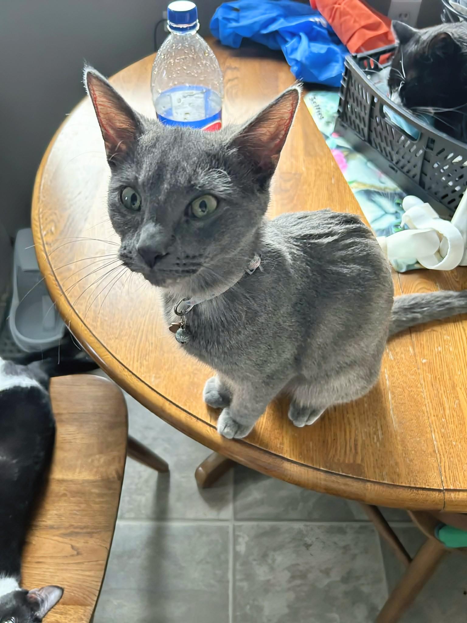 Sunshine, a Adoptable Domestic Short Hair in Winnipeg, MB image 4/6