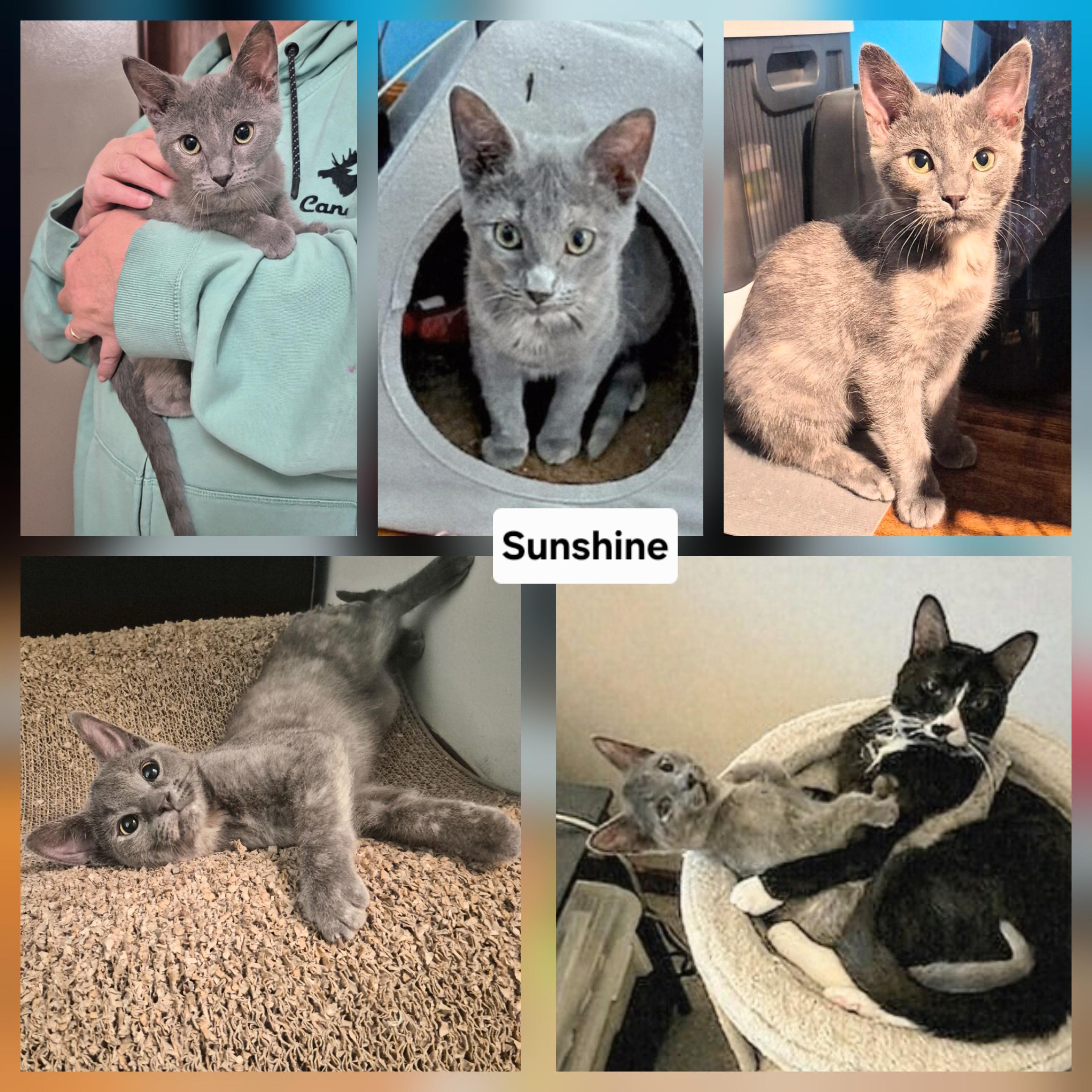 Enlarge Sunshine, a Adoptable Domestic Short Hair in Winnipeg, MB image 1/6