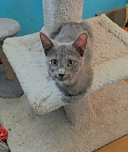 Enlarge Sunshine, a Adoptable Domestic Short Hair in Winnipeg, MB image 3/6